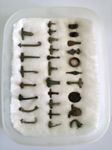 roman brooches