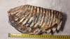 mammoth tooth