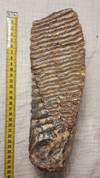 mammoth tooth